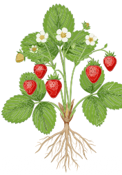gezeichneter Beerenstrauch mit Himbeeren und Blüten