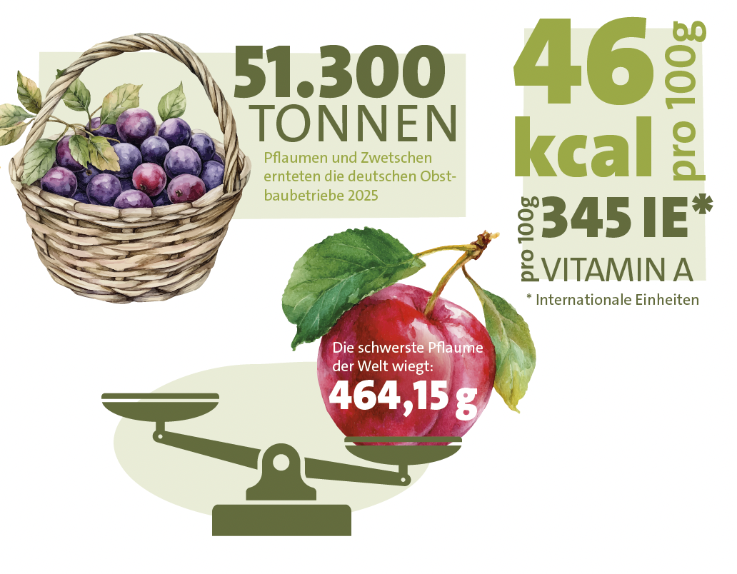 Es werden 51.300 Tonnen Pflaumen und Zwetschgen in Deutschland geerntet. Die schwerste Pflaume wiegt 464,15 Gramm. Pro 100g enthält eine Pflaume 46 kcal und 345 internationale Einheiten Vitamin A.