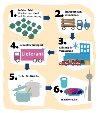 Erklärung der Lieferkette. 1. Auf dem Feld: Pflücken von Hand und Einzelsortierung, 2. Transport zum Großhandel, 3. Kühlung & Verpackung, 4. Gekühlter Transport, 5. in der Großküche, 6. in deiner Kita