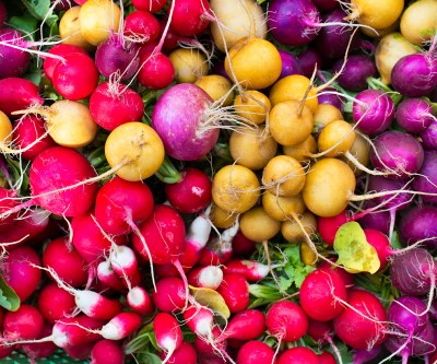 Viele Radieschen in den Farben Rot-pink, Lila und Gelb