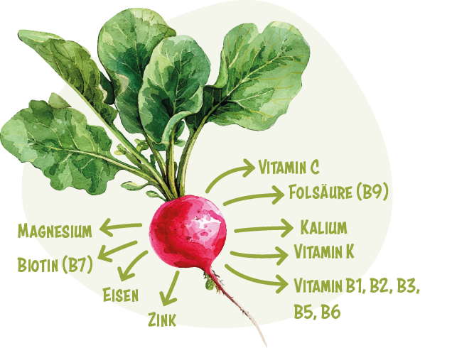 Ein Radieschen enthält Magnesium, Biotin (B7), Eisen, Zink, Vitamin C, Folsäure (B9), Kalium, Vitamin K, Vitamin B1, B2, B3, B5, B6