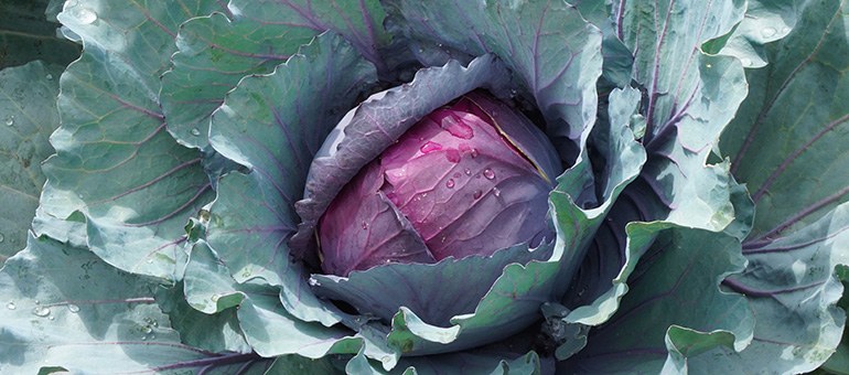Rotkohl auf dem Feld kurz vor der Ernte
