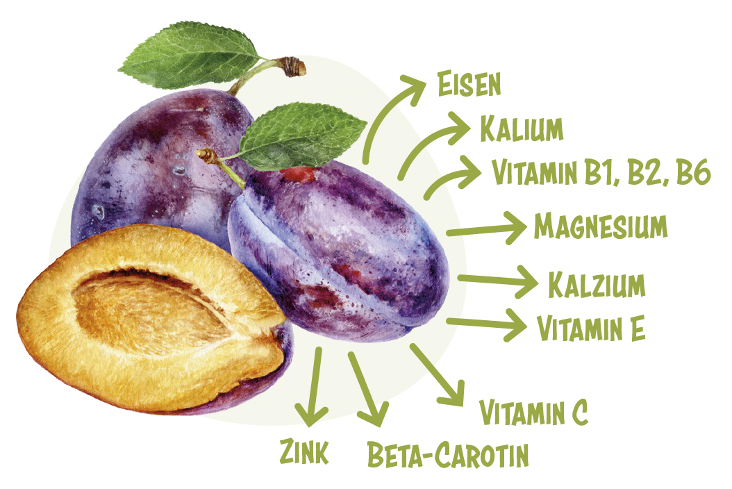 Inhaltsstoffe der Pflaume: Eisen, Kalium, Vitamin B1, B2, B6, Magnesium, Kalzium, Vitamin E, und Vitamin C, Beta-Carotin und Zink